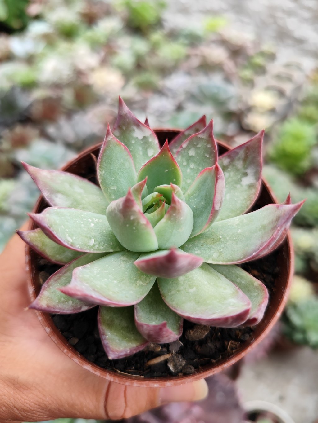 Agavoide Cássio variegata 