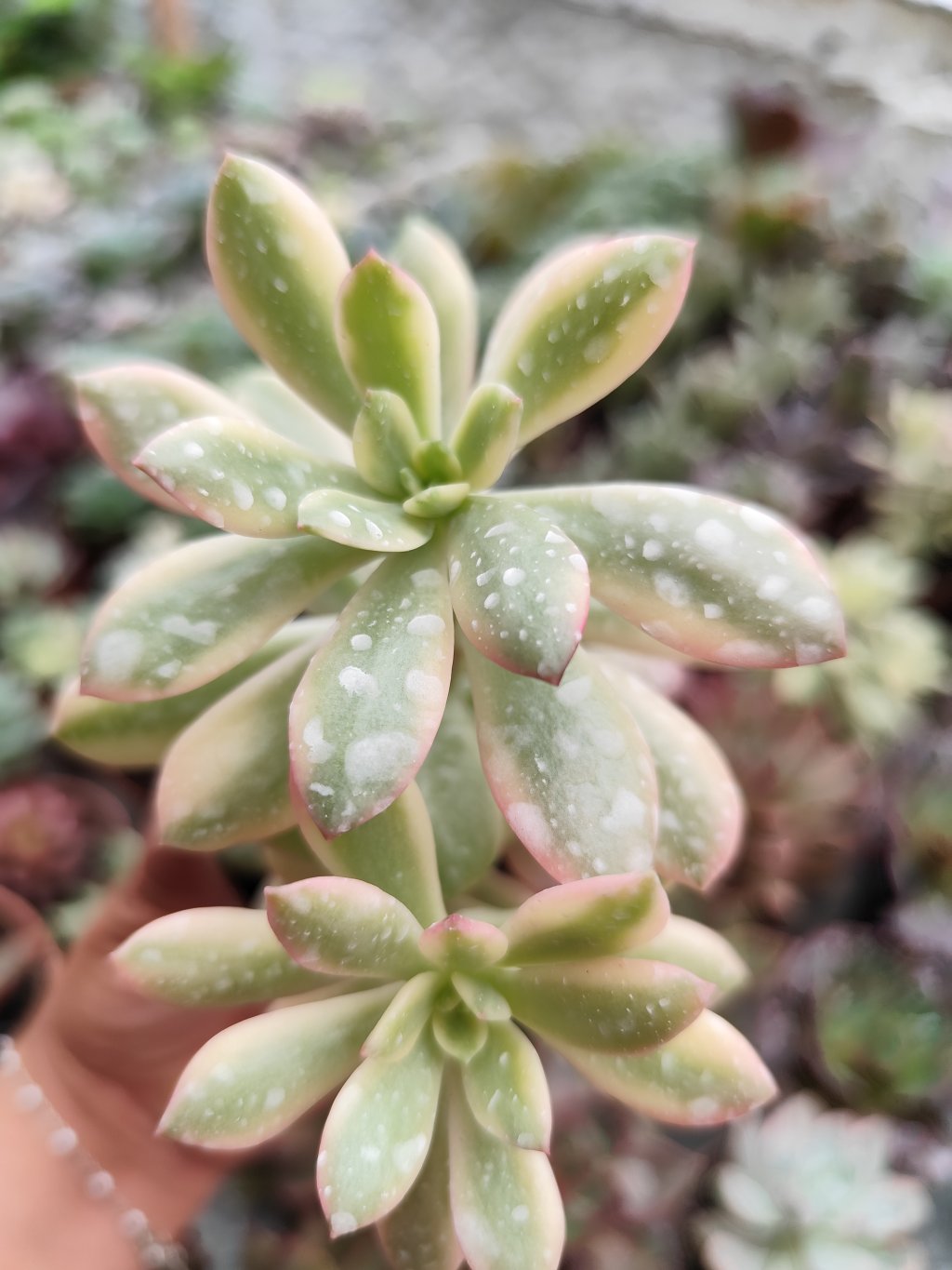 Minibelle variegata 