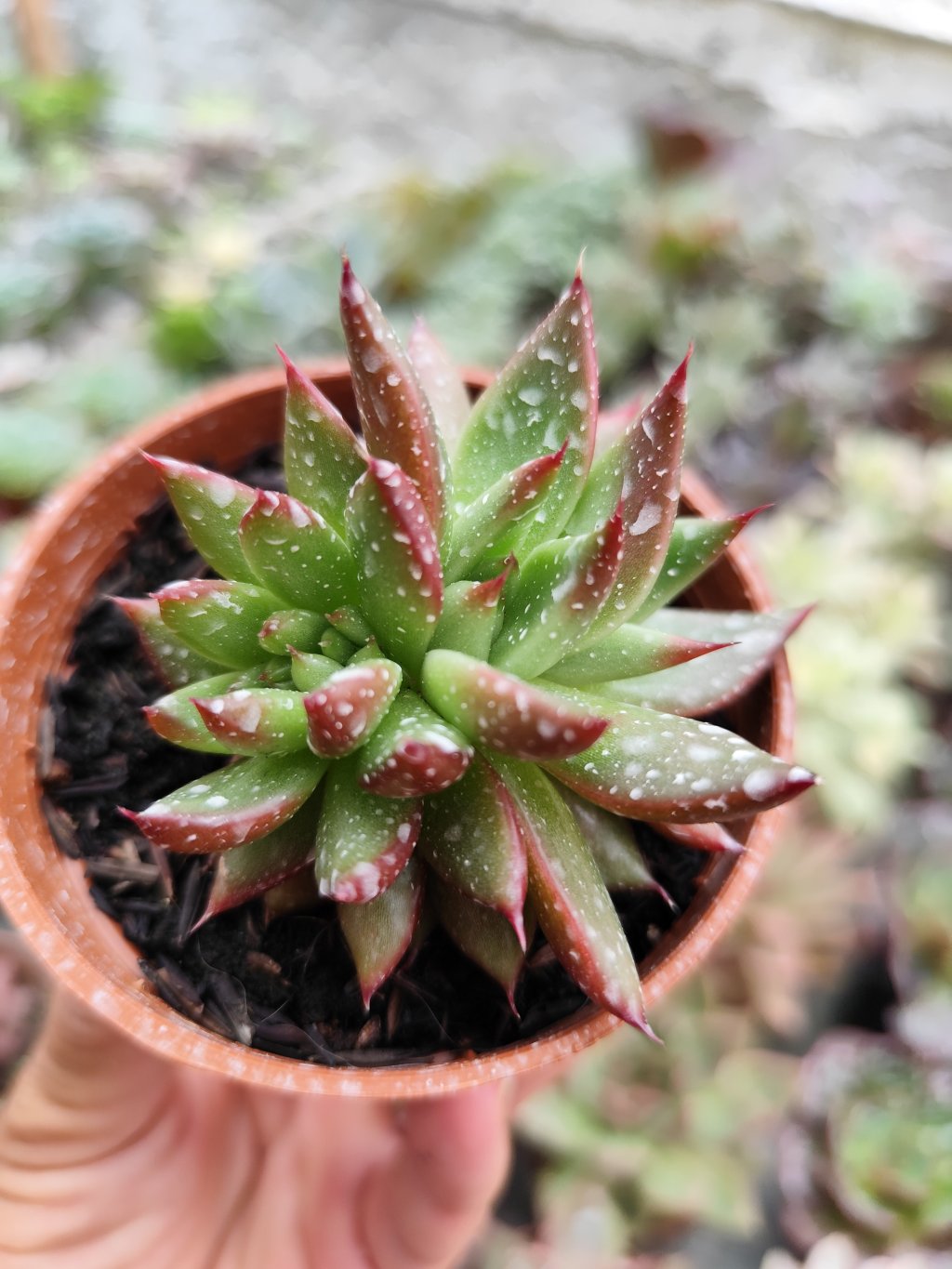 Agavoide Antares cristata 