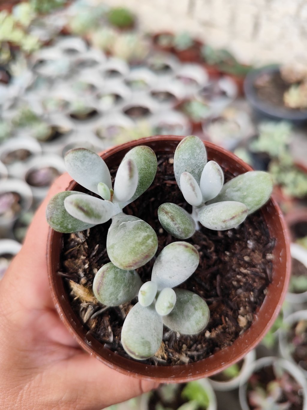 Cotyledon oophyla 