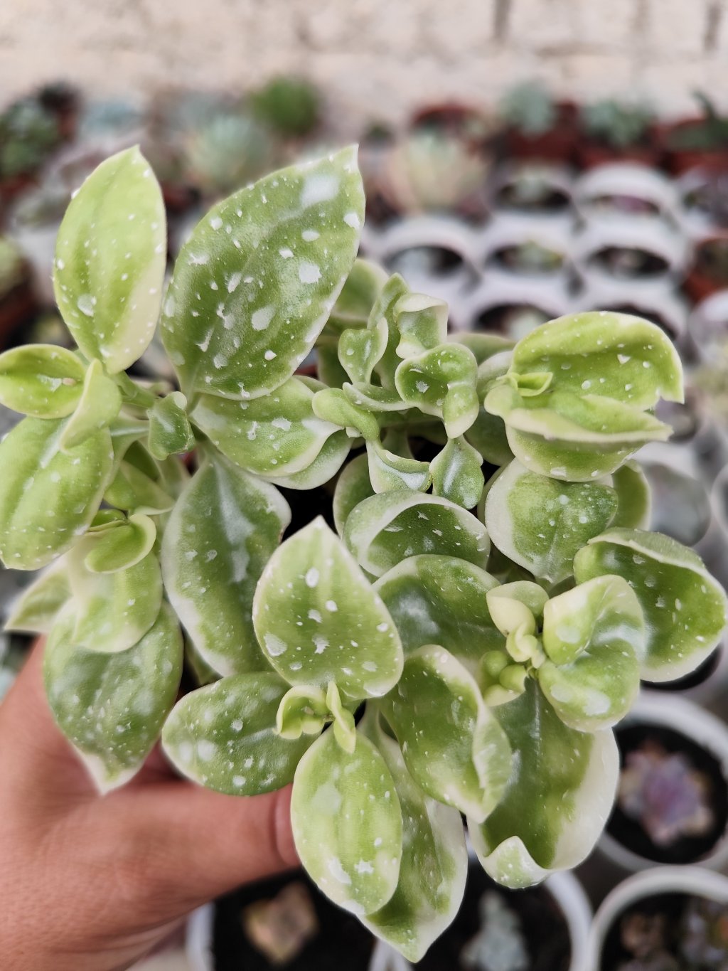 Rosinha do sol variegata 