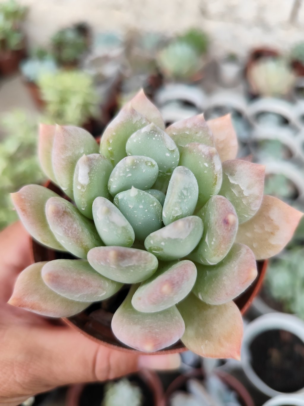 Corvus (roseta única)