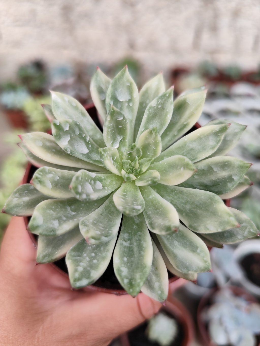 Emerald Green variegata 