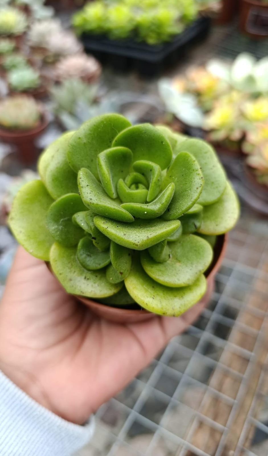 Aeonium lilypad 