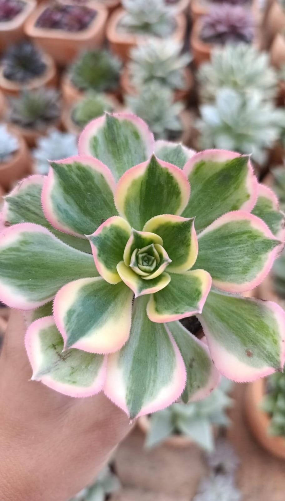 Aeonium sumburst variegata