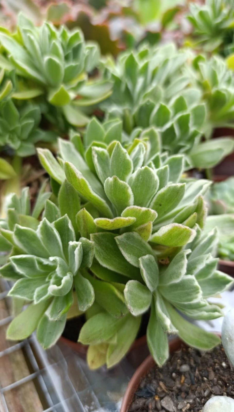 Aeonium balerine variegata 