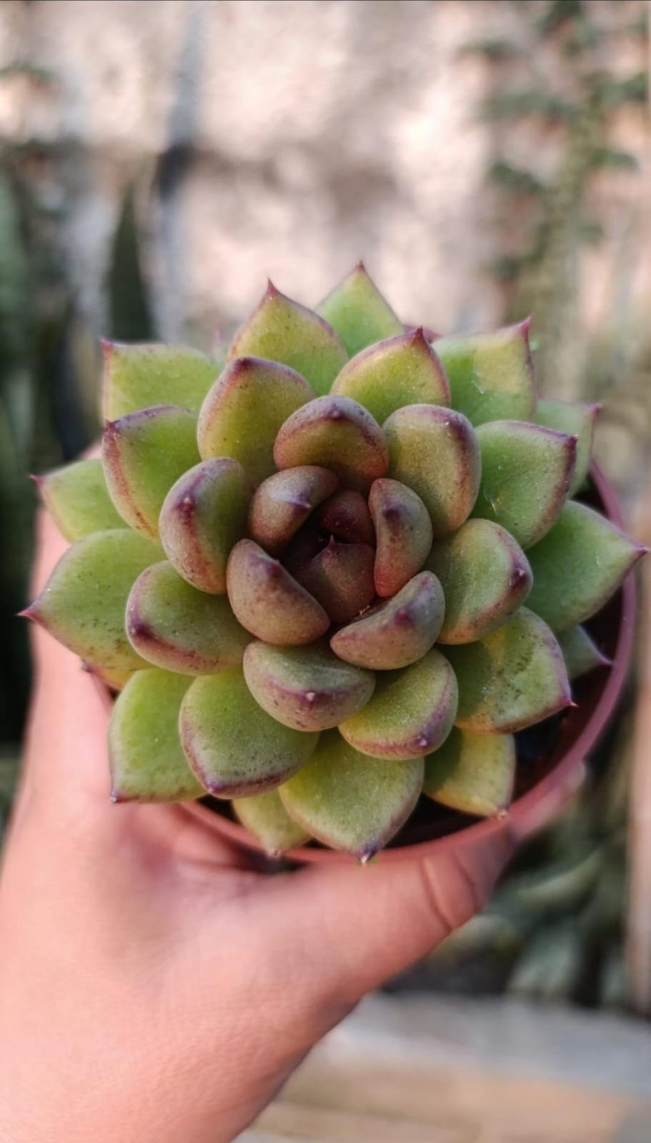 Agavoide Ebony Green 