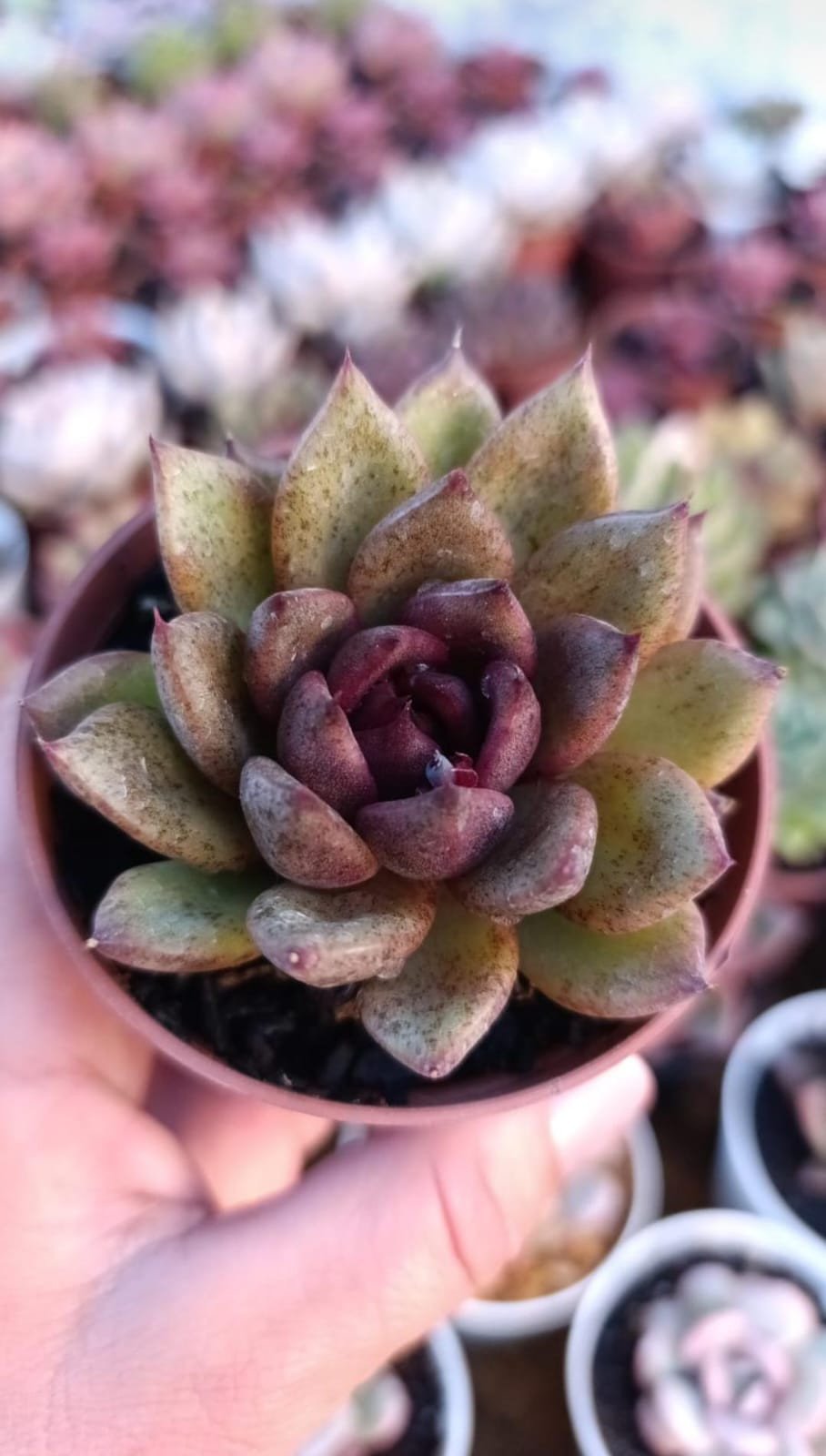 Agavoide Black queen