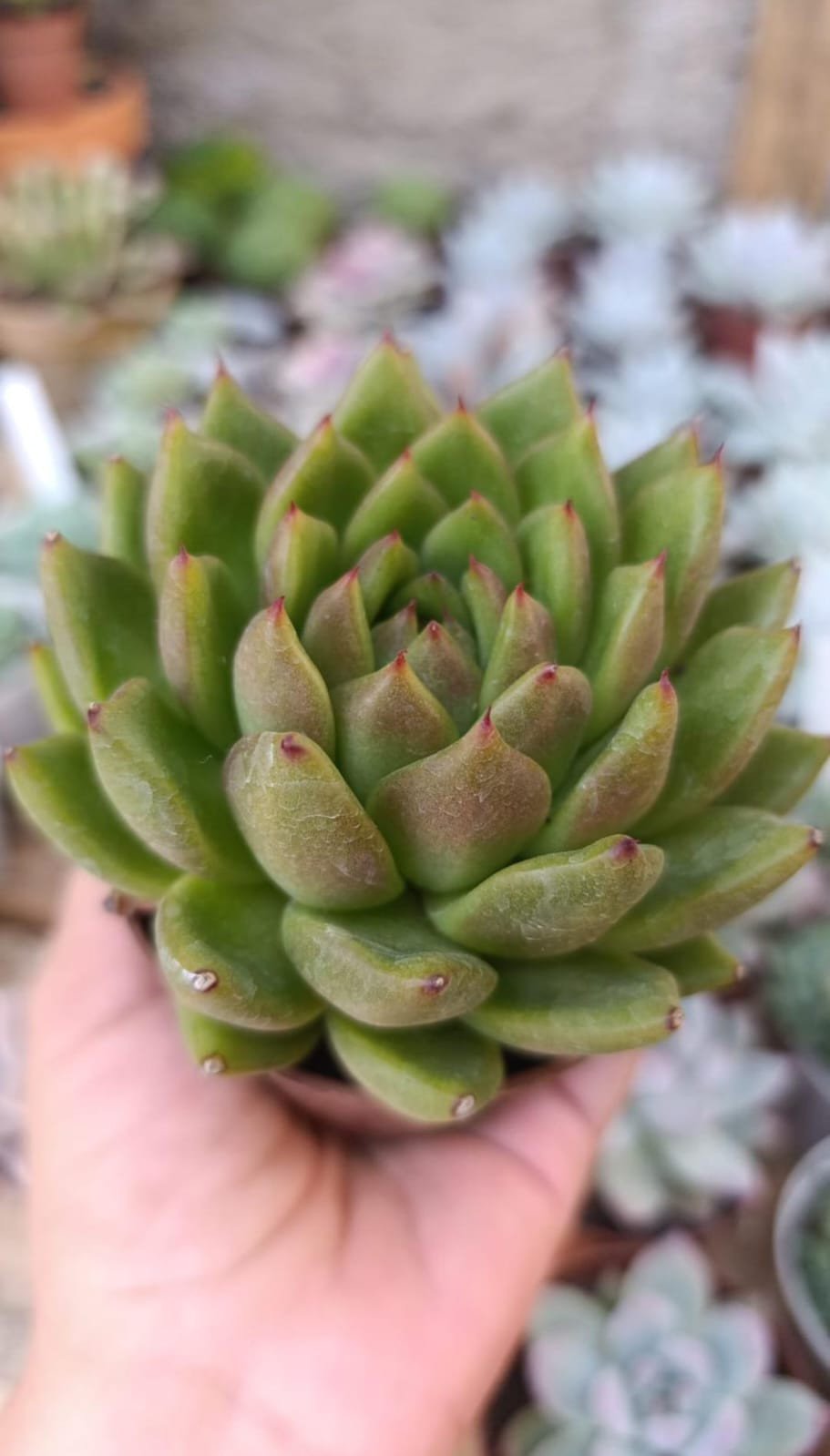 Agavoide Wather lily