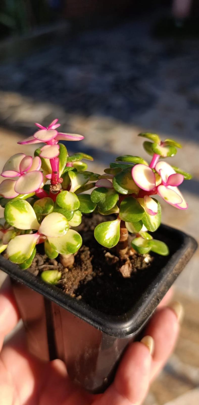 Portulacaria afra tricolor 