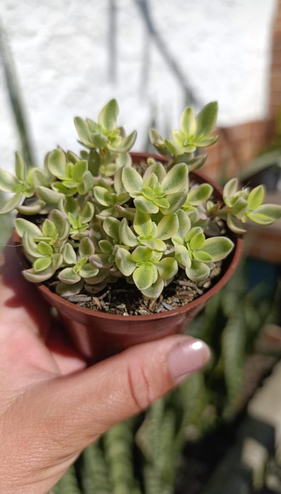 Crassula volkensi variegata 