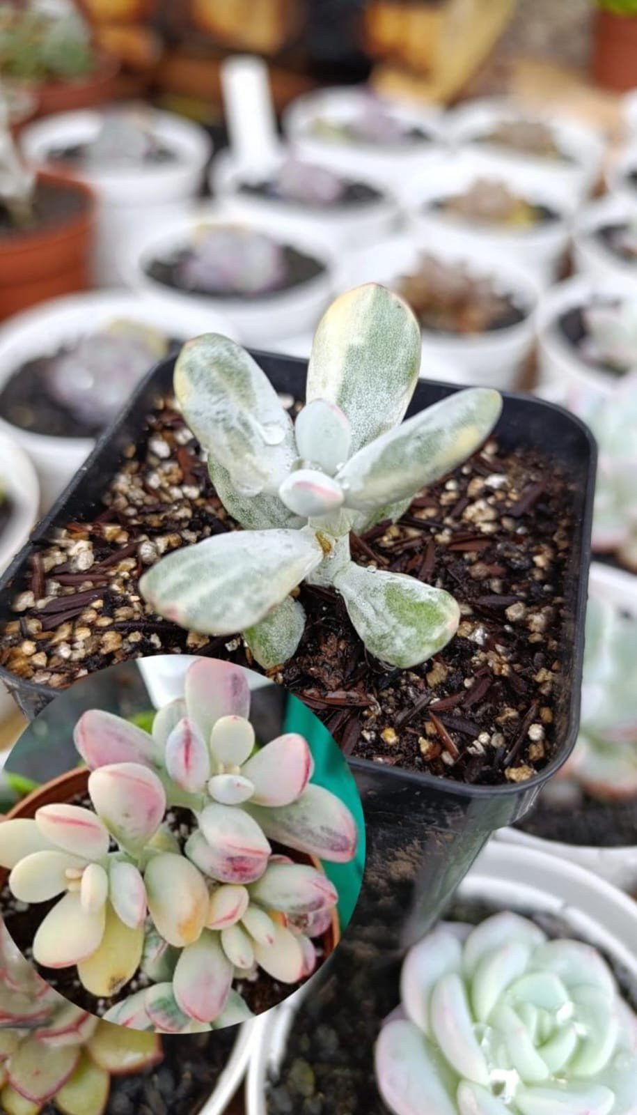 Cotyledon oophyla variegata 