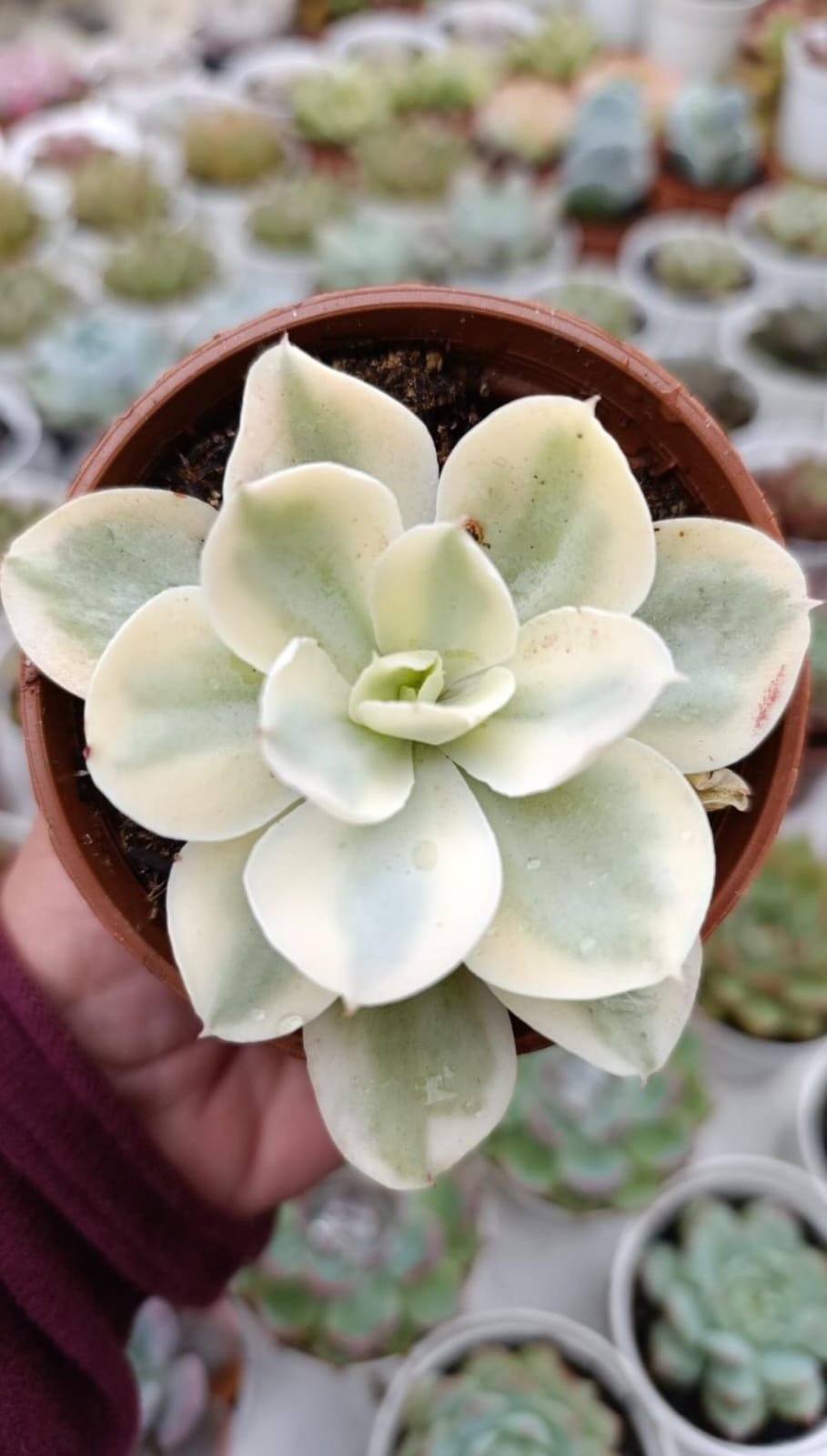 Japan moon river variegata 
