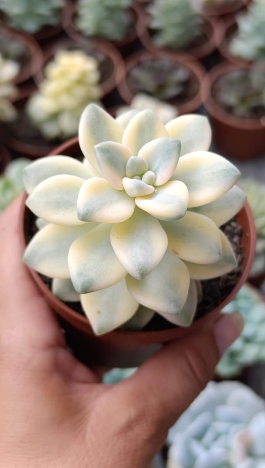 Victor Kane variegata 