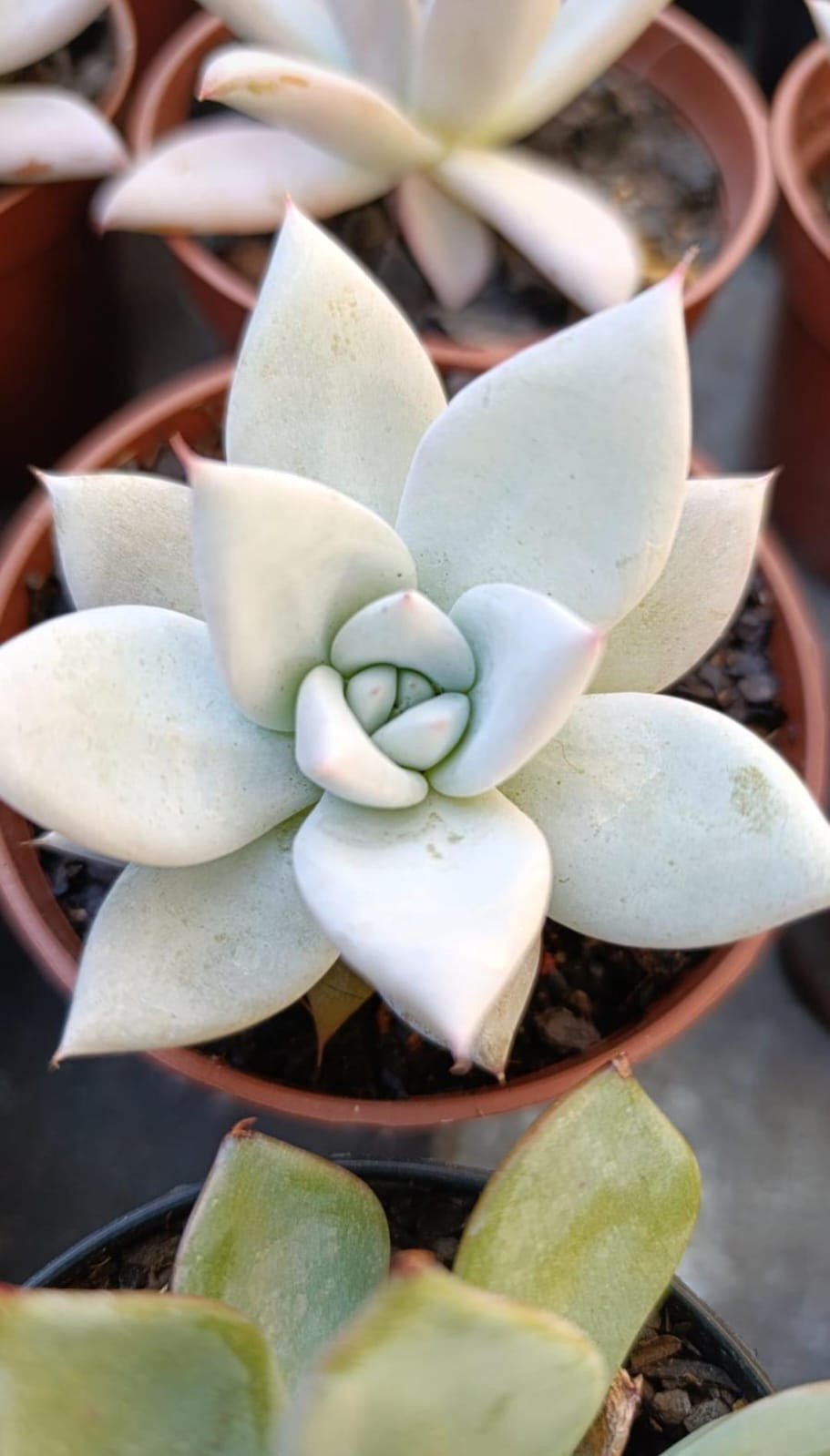 Colorata mexican giant