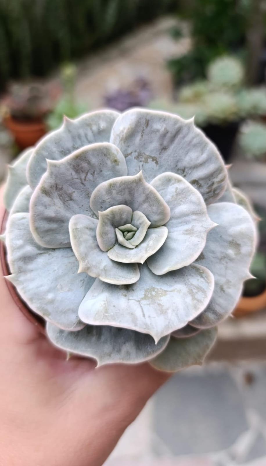 Lilacina marble/ Magic baal