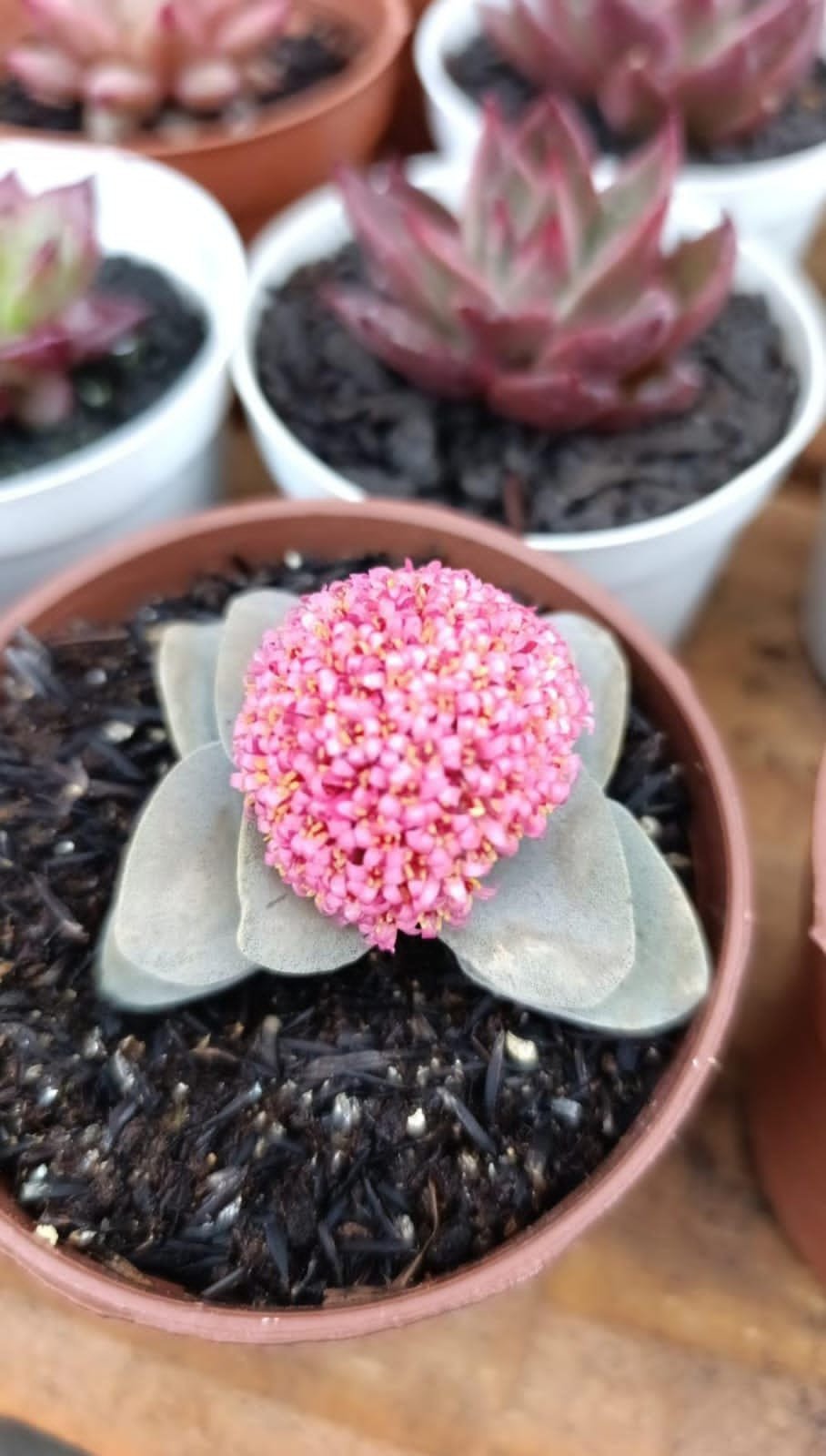 Crassula Morgain beauty