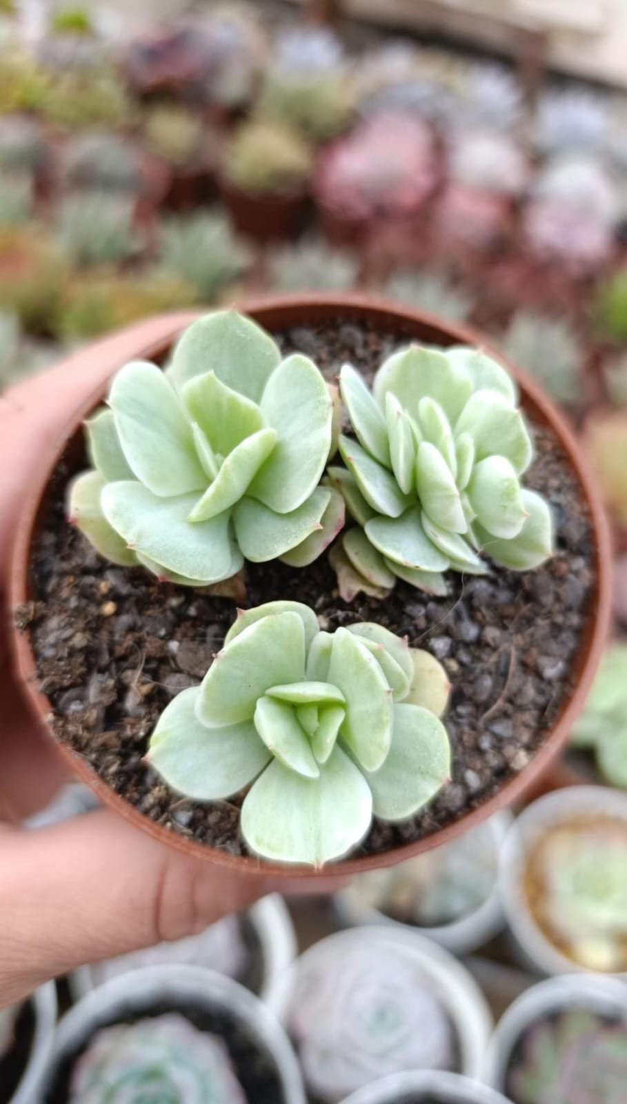 Mocha variegata 