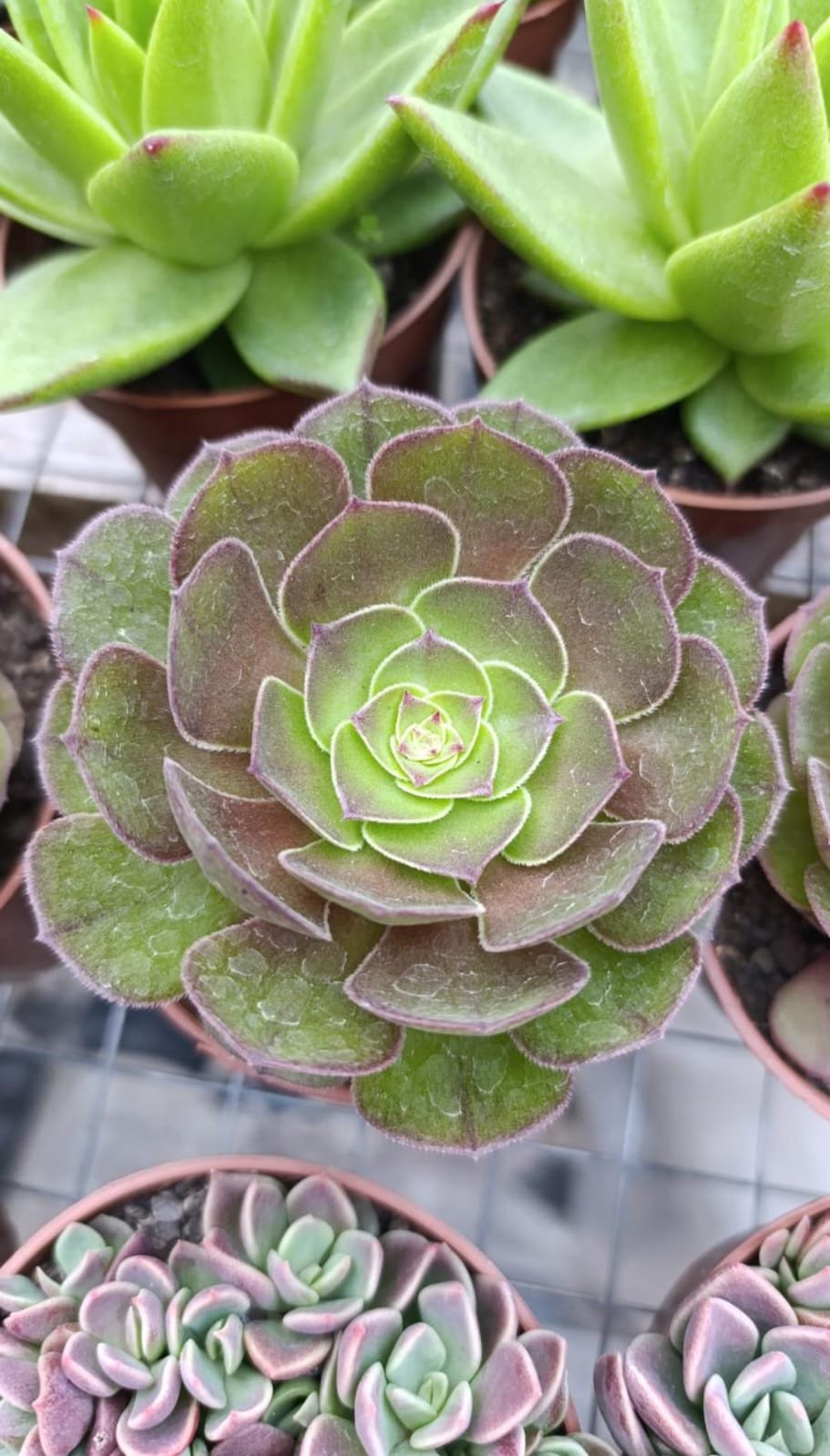 Aeonium tsavolit 