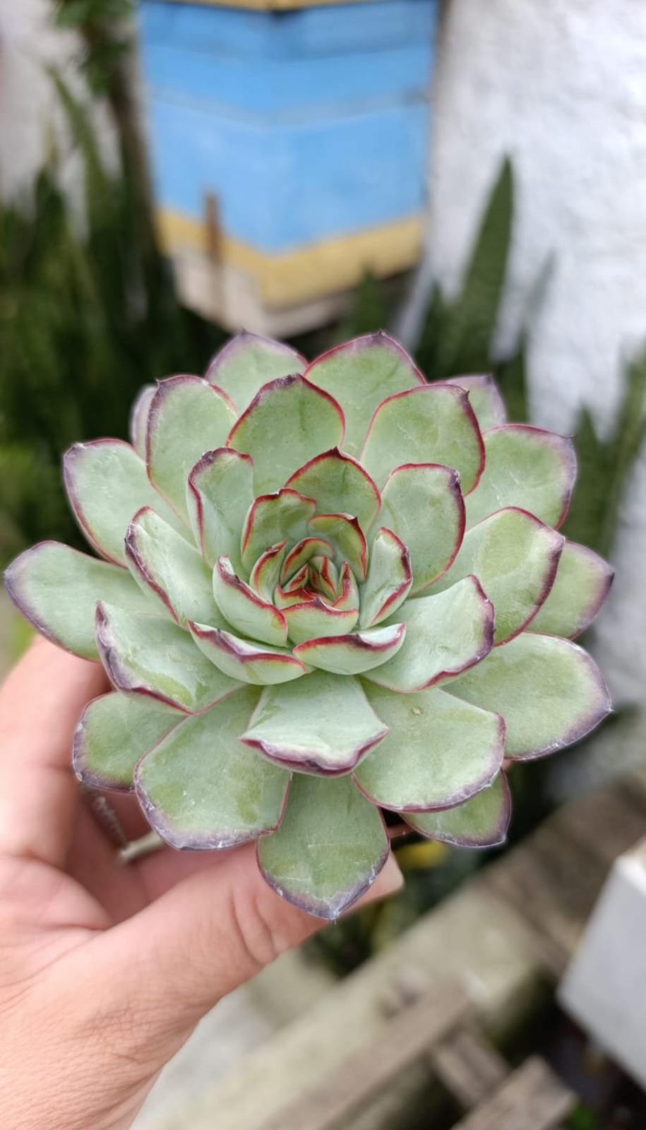 Mexican poldensis/ flamenco 