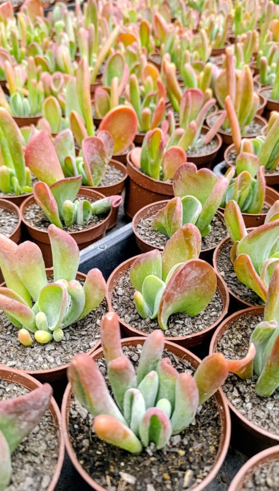 Kalanchoe ouricula