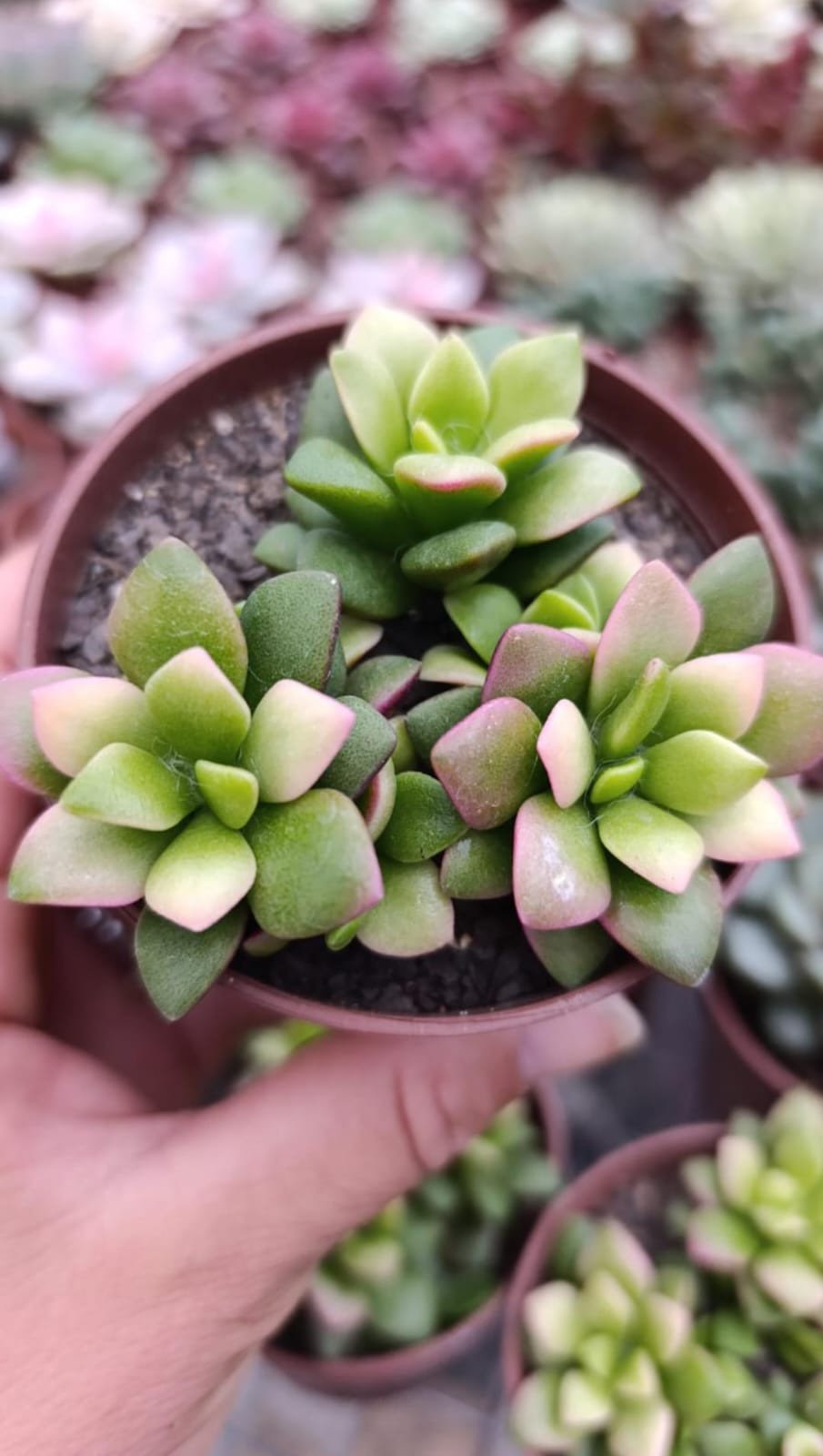 Anacampserus variegata 