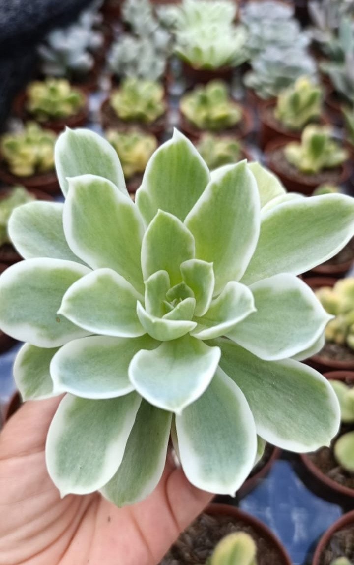 Lemon rose variegata 