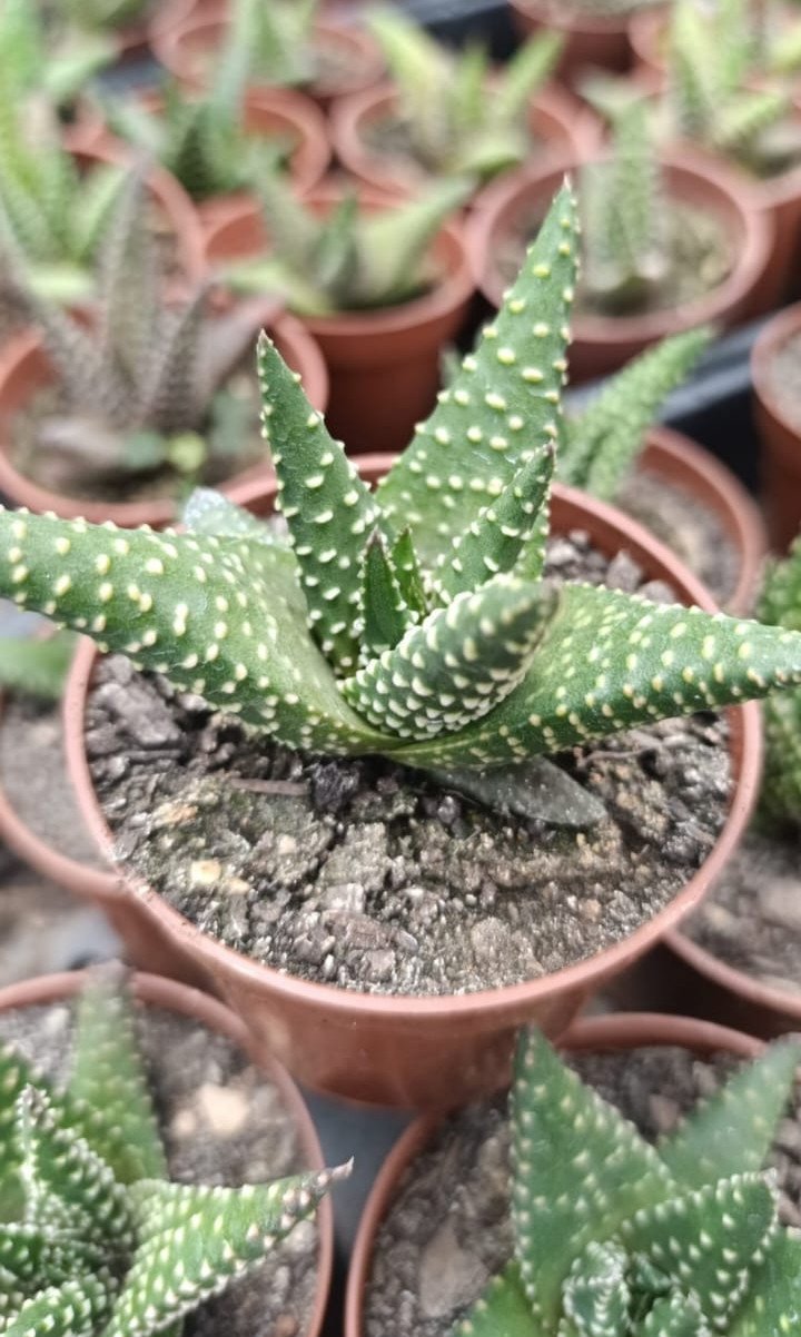 Haworthia margaritfera