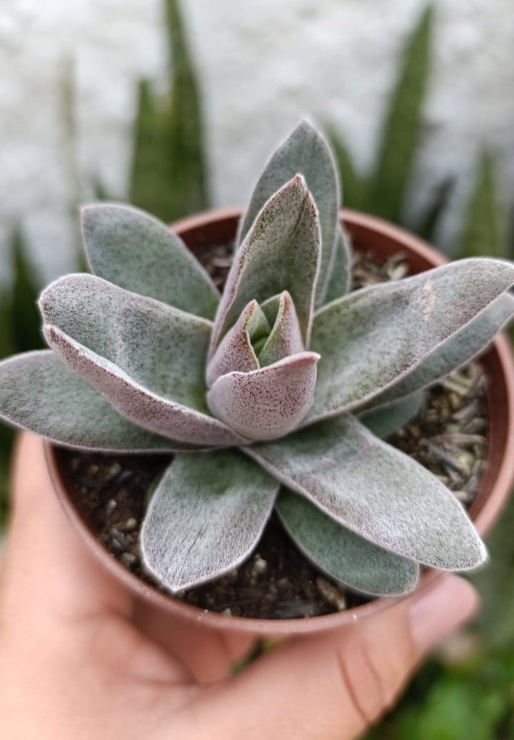 Crassula Garnet lótus 