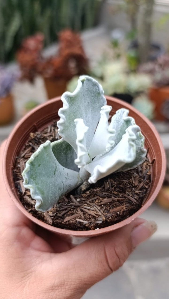 Cotyledon undulata 