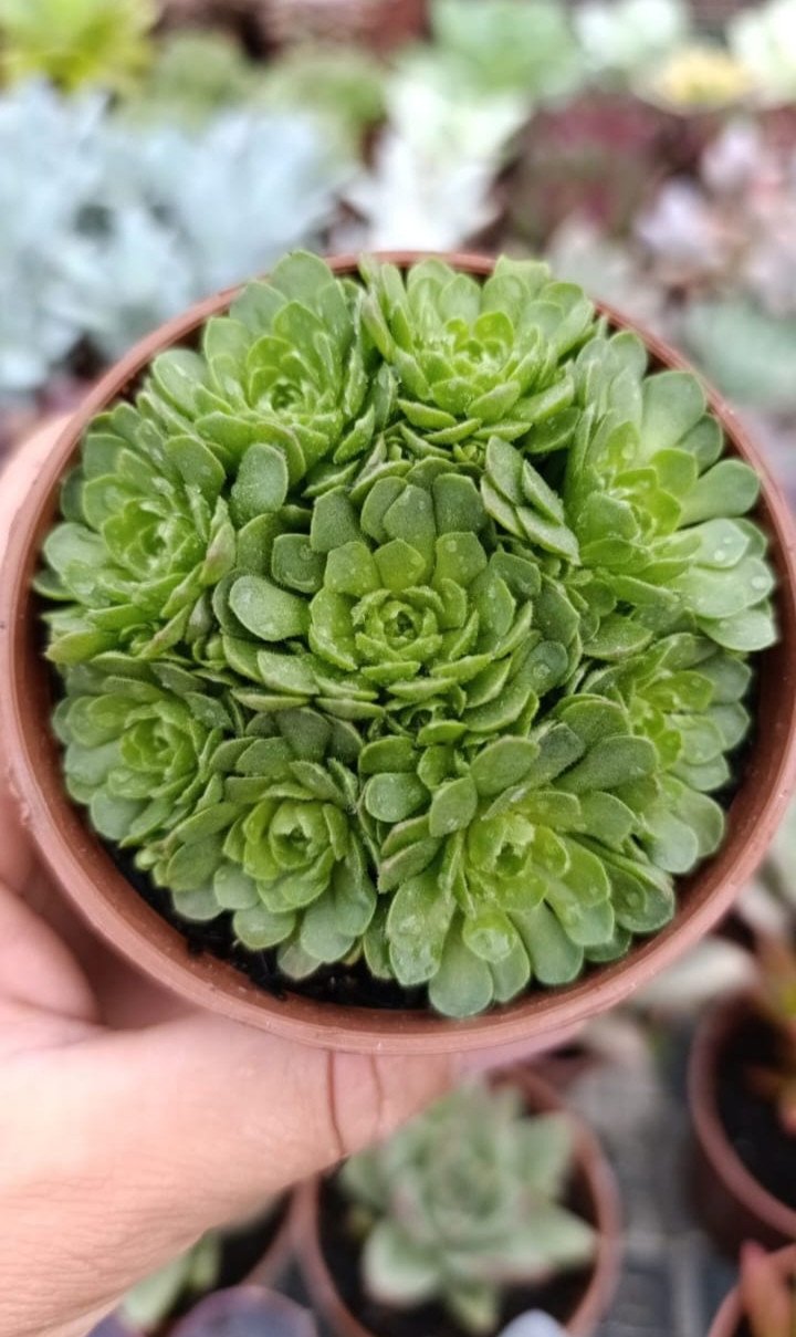 Rosularia platiphyla 