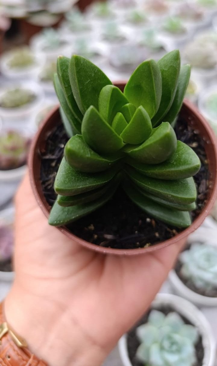Crassula benjamin 