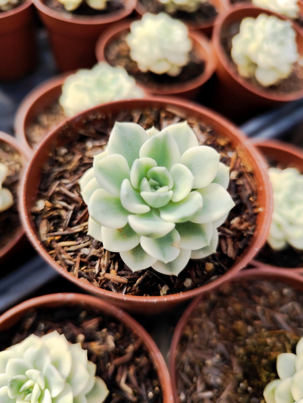 Tinkerbell variegata 