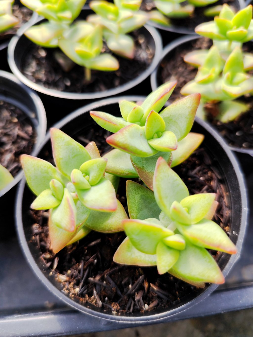 Crassula Sun star