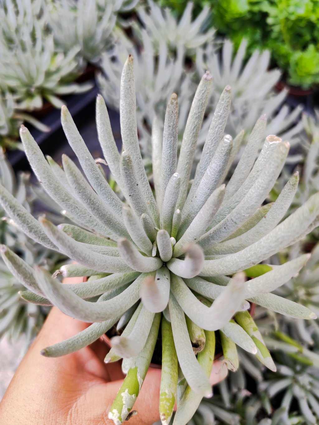 Senecio scaposus 