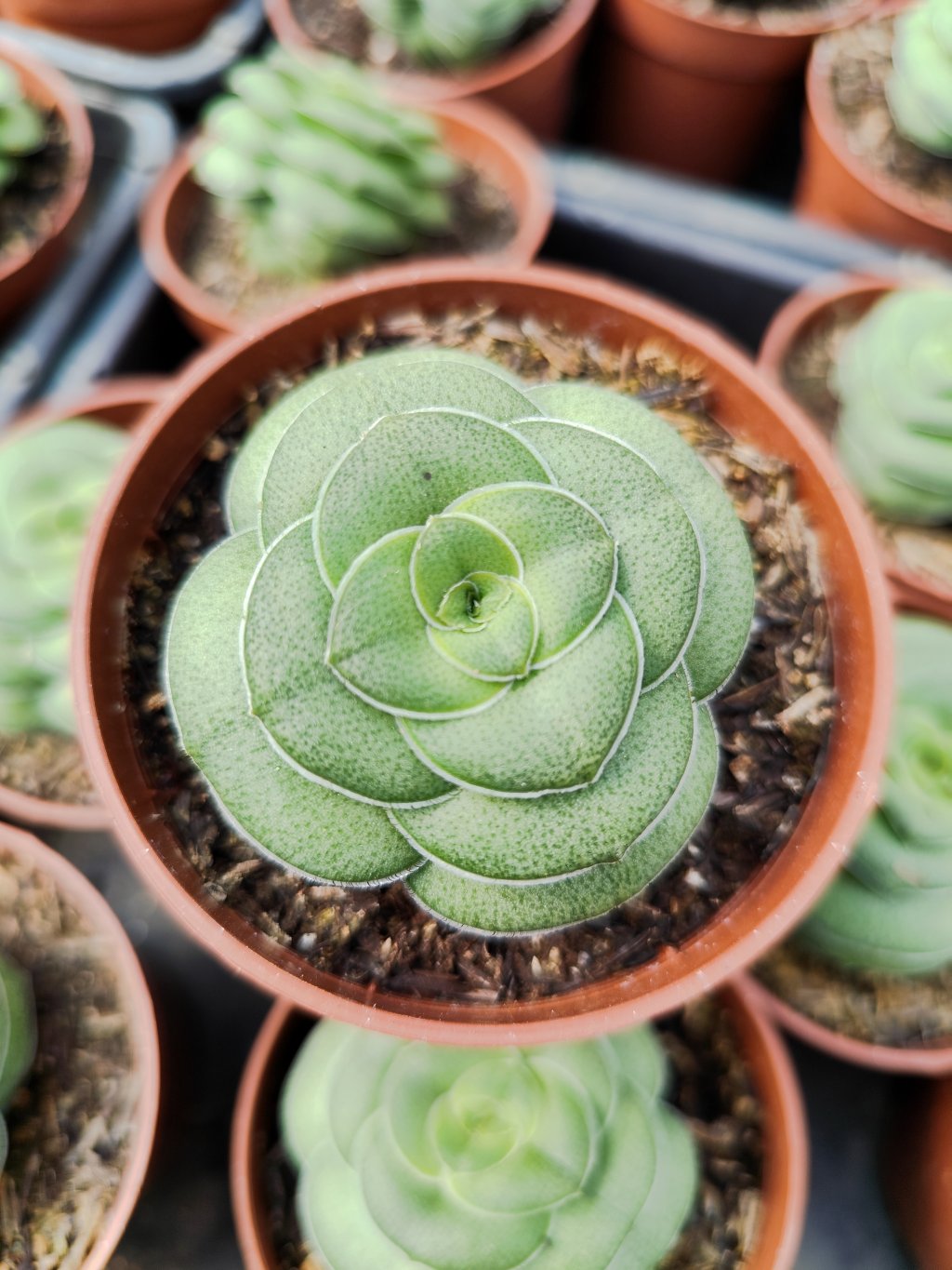Crassula hemisphaerica