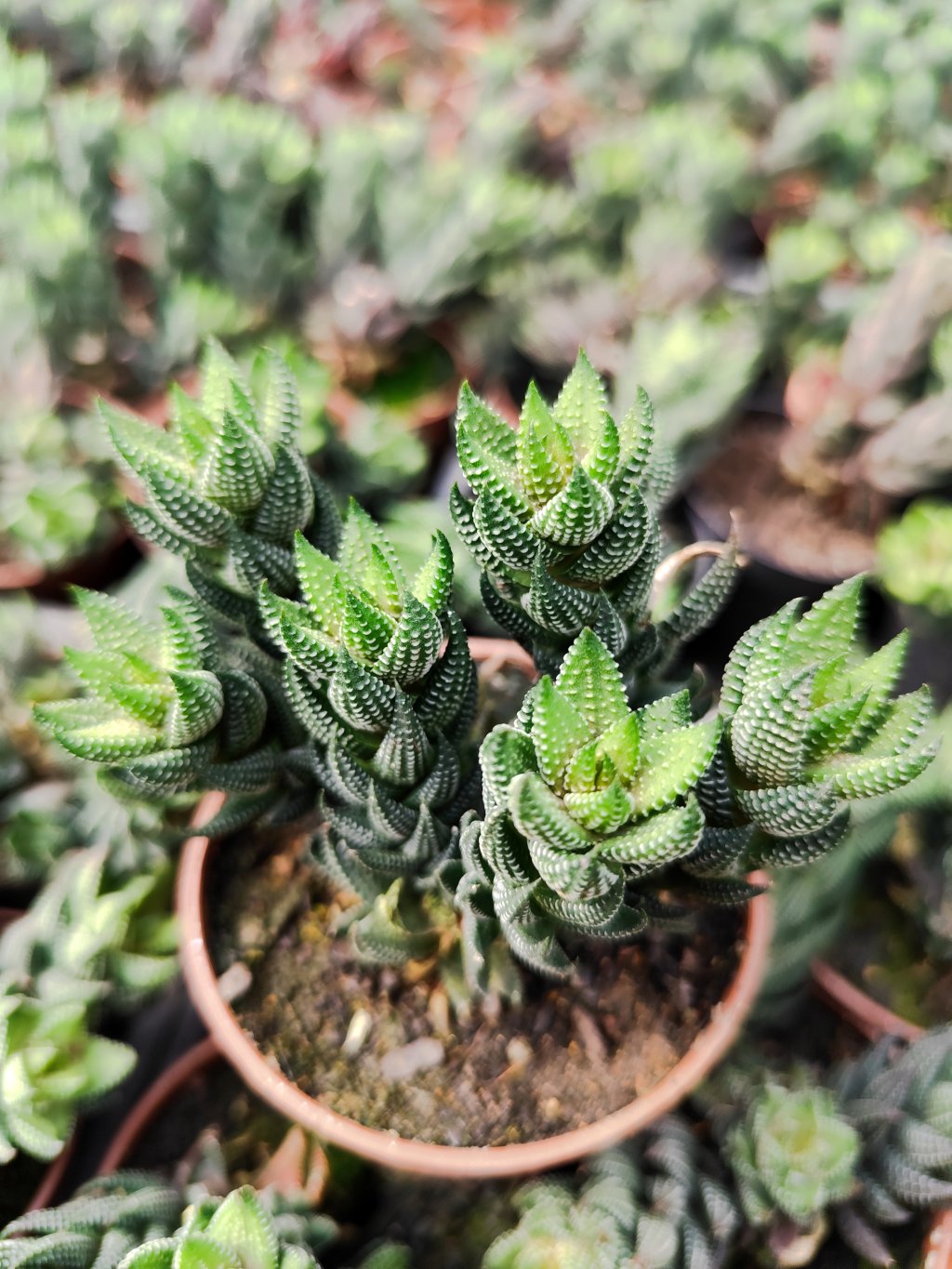 Haworthia reinwardtti