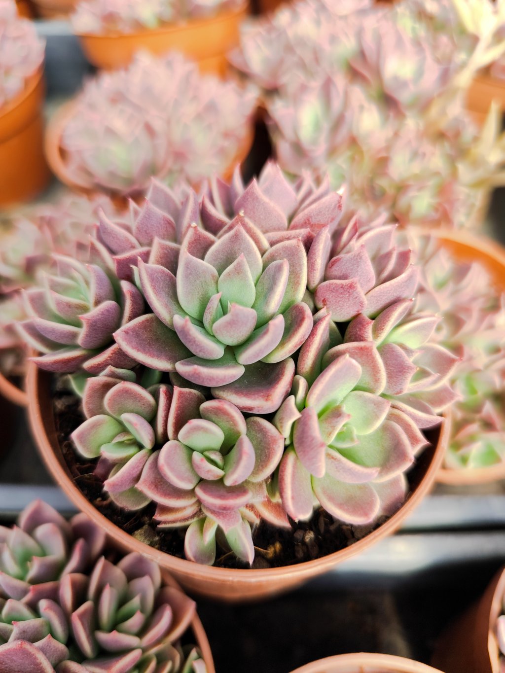 Sinocrassula Indica 