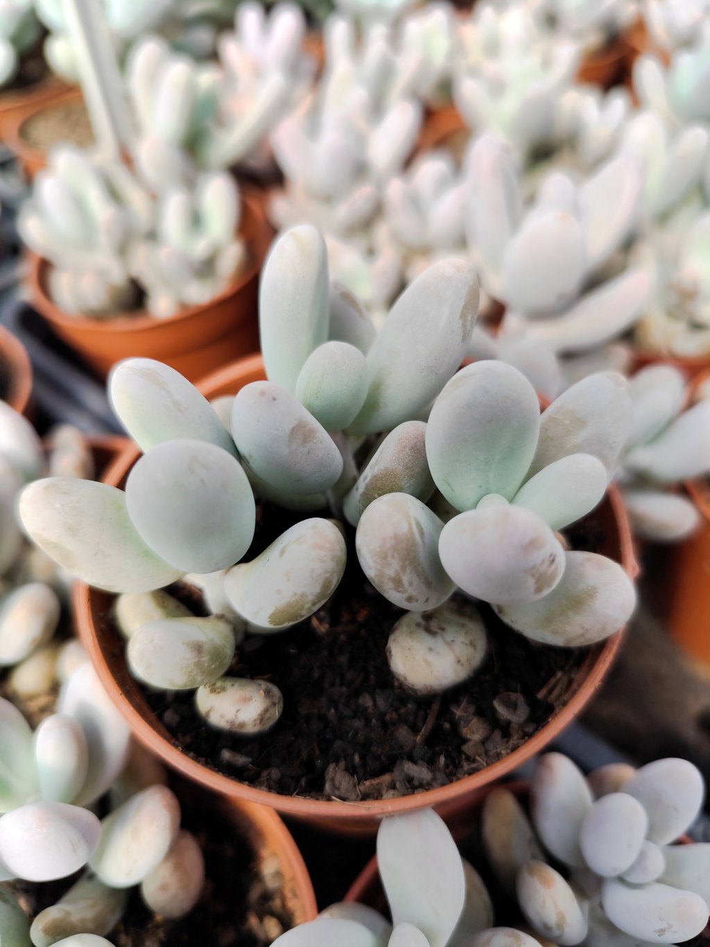 Sedum craiggii 