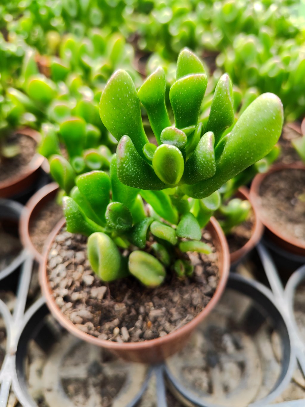 Crassula ovata golun