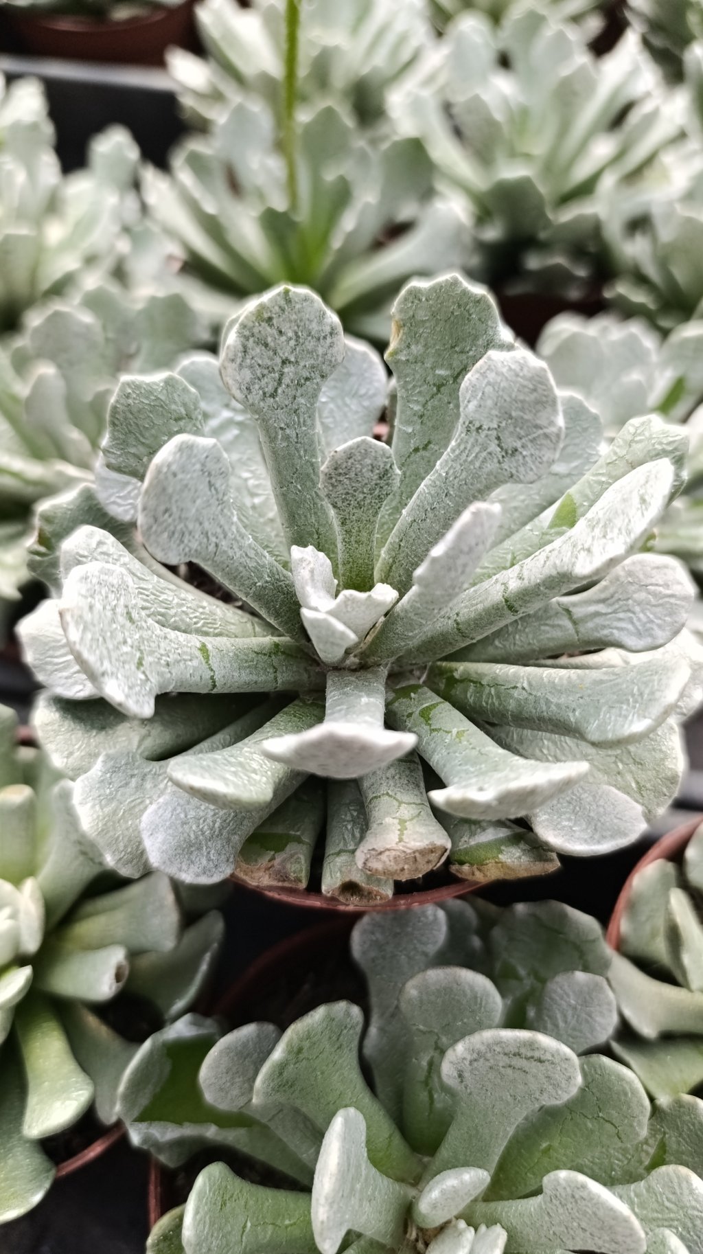 Senecio scaposus adoensis 