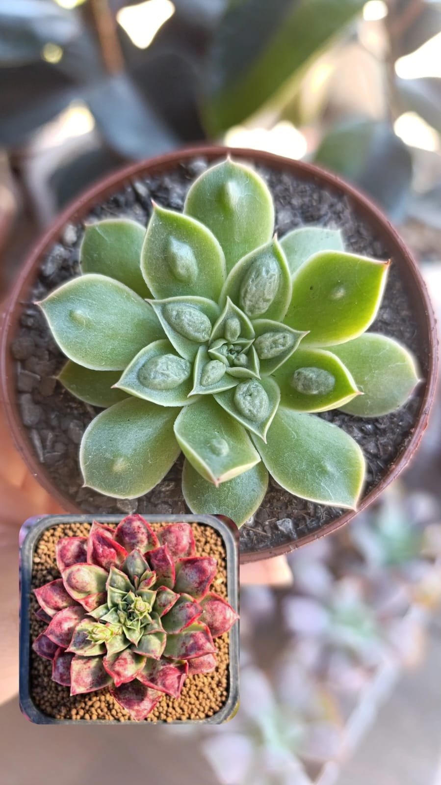 Longíssima caranculada form