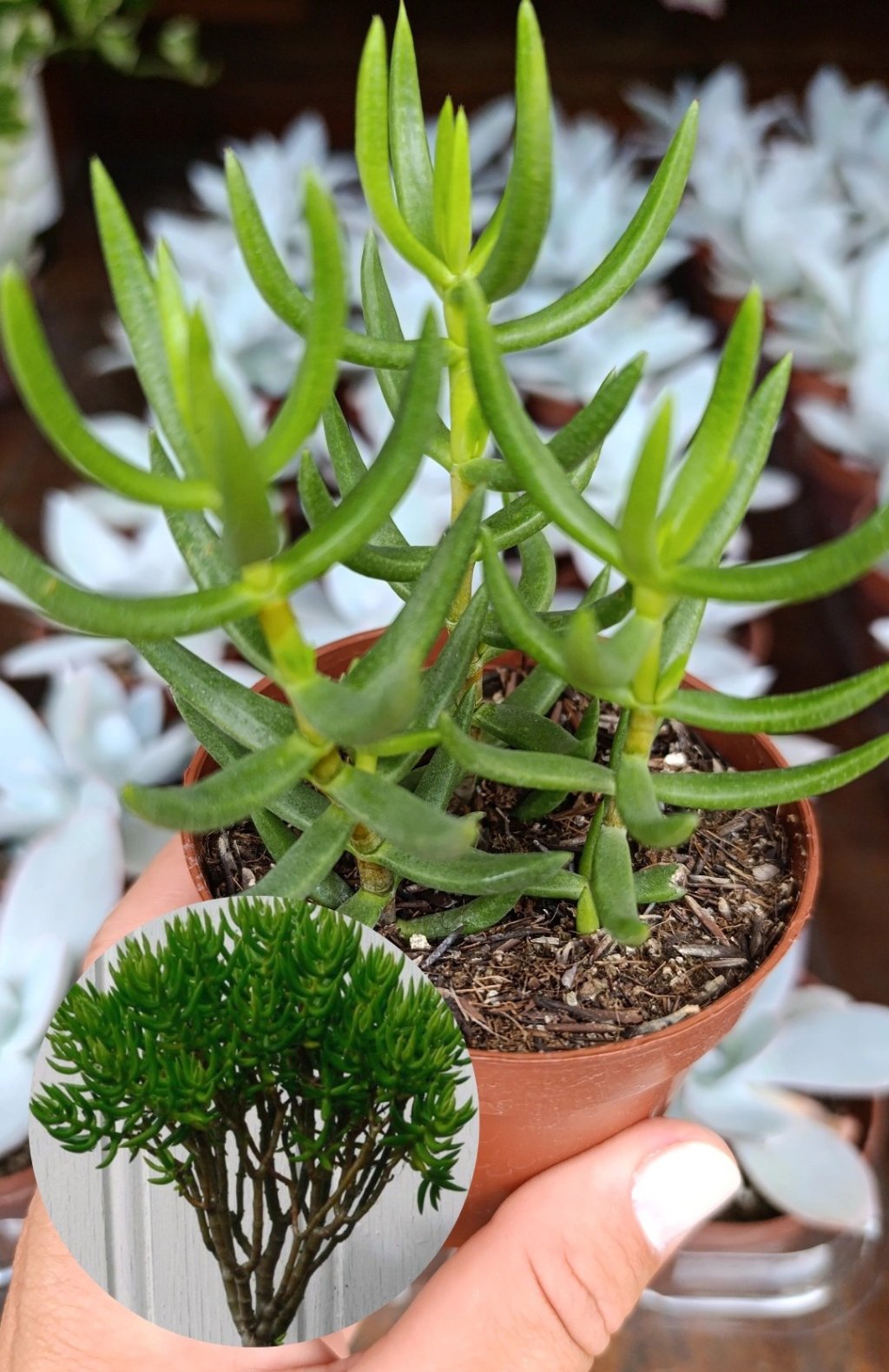 Crassula tetragona 