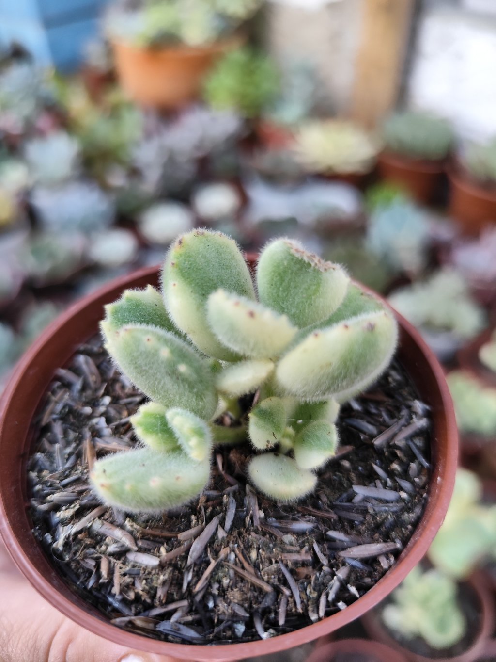 Cotyledon tomentosa variegata 