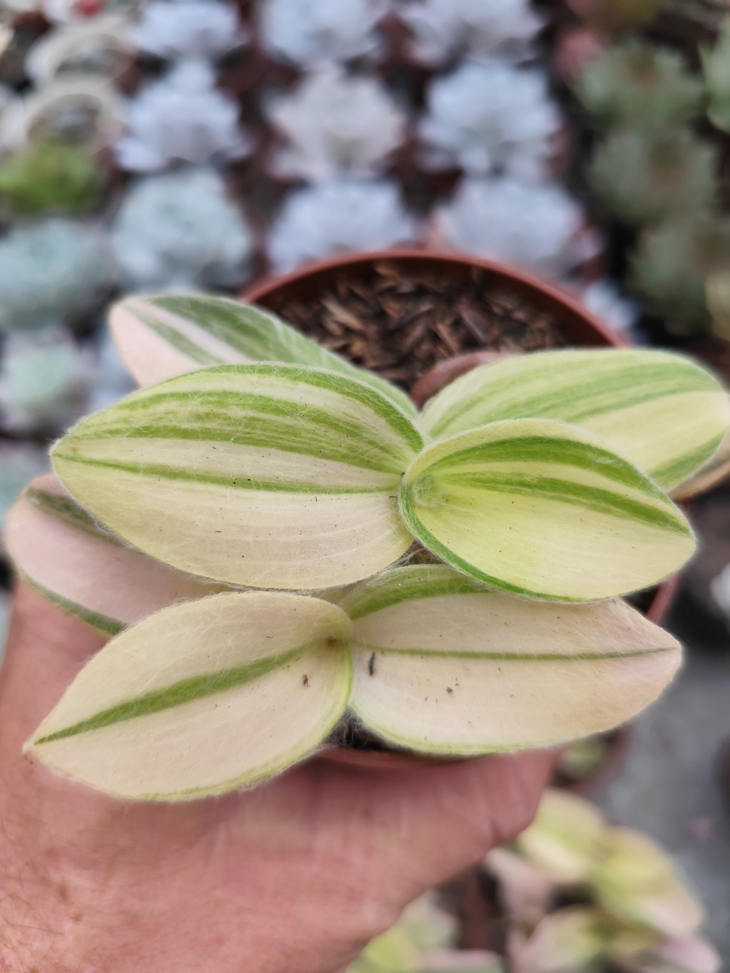 Silamontana variegata 