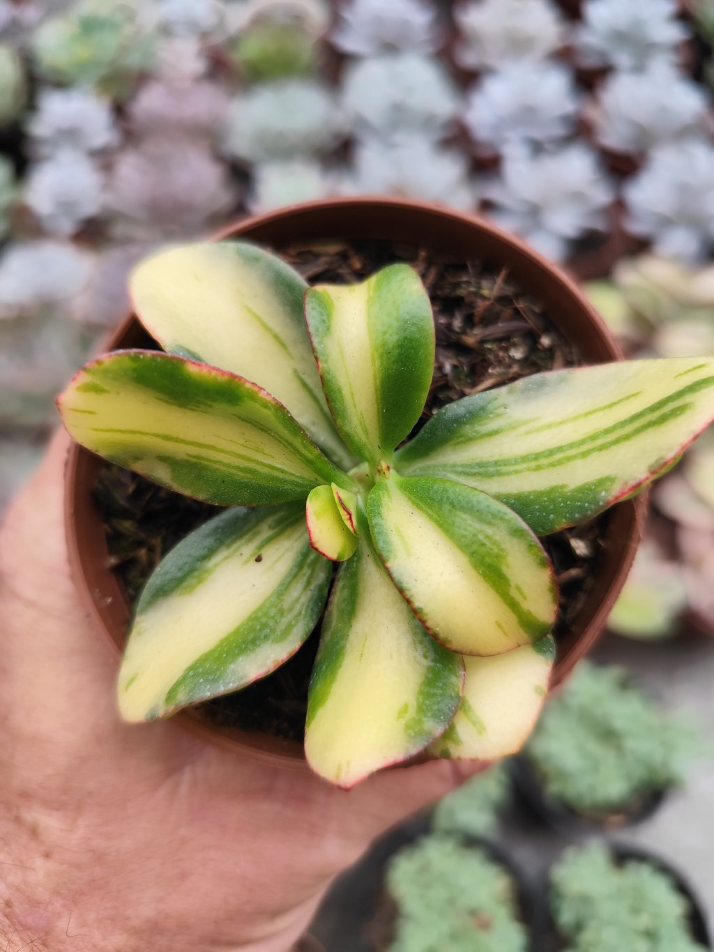 Crassula ovata  humel's sunset 