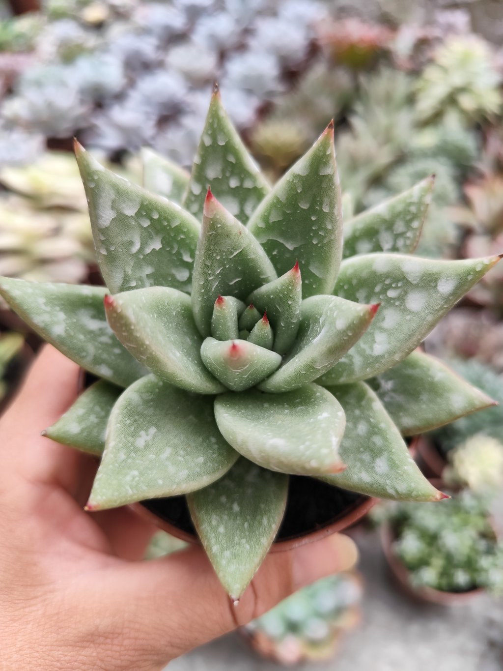 Agavoide Presita Ebony 