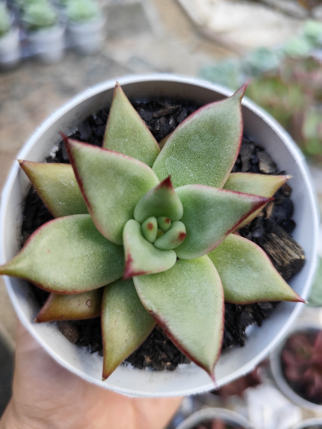 Agavoide Ebony Black Juice 