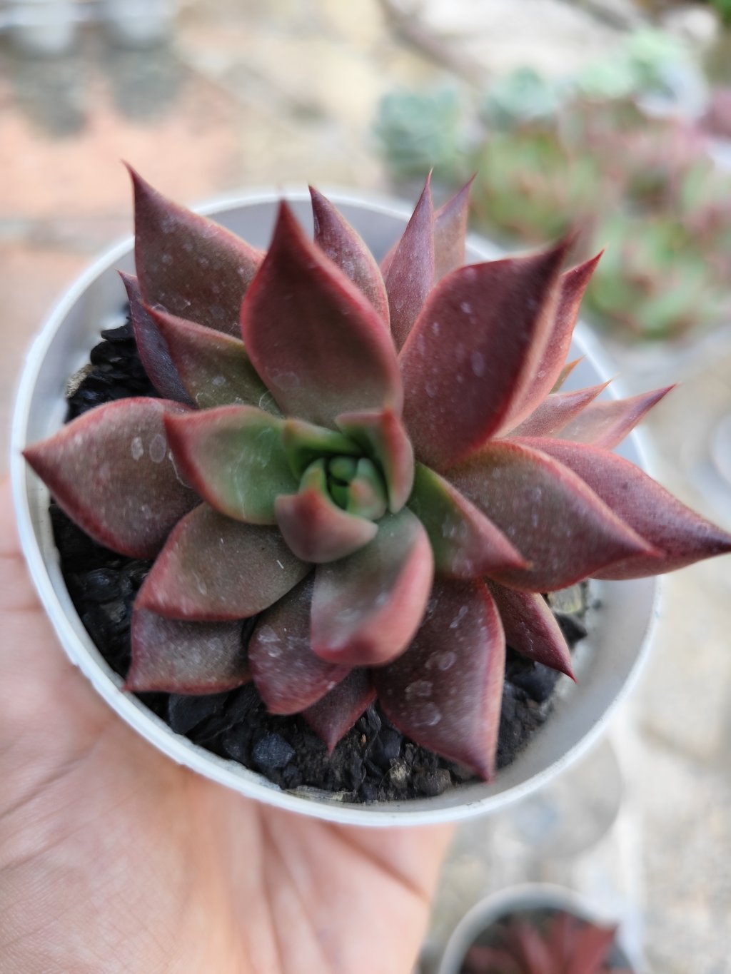 Agavoide Scarlet Ruby (dupla)