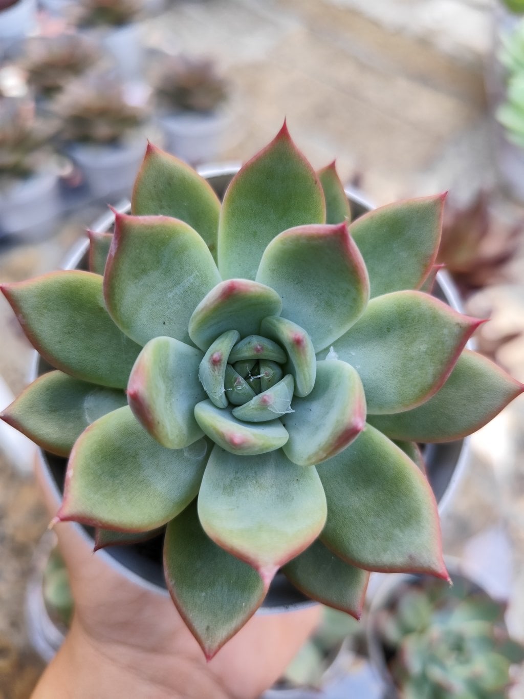 Colorata Desert Harmony 